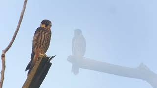 Eurasian Hobby (Falco subbuteo). Adult male and juvinele on the nest site.