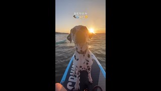 Devon adventures  🐶🌊💙 🎥 @oreo_the_dalmatian_pup🐶🌊💙