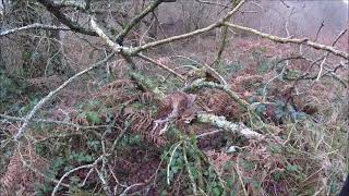 Chasse à la bécasse dans le Finistère , 19/01/2025.