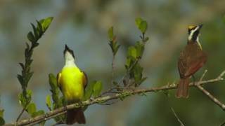 37 10 Great Kiskadee