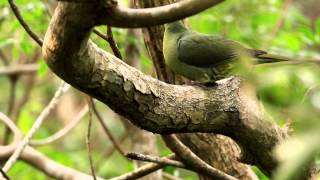 ♪鳥くん野鳥動画（石垣島）ズアカアオバト水飲みWhistling Green Pigeon