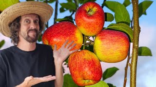 HOW TO PRUNE AN ​​APPLE TREE AND HOW TO MANAGE IT.