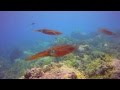 Kona Scuba - Squid Interact with Divers