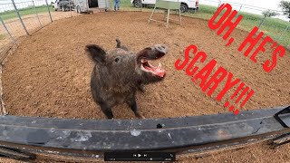Vandalized again by these massive wild hogs!!! Trapping wild boars with Muddyfeet