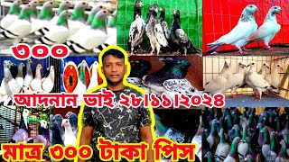 মাত্র ১০০ টাকা পিস ২০০ টাকা পিস ৩০০ টাকা পিস কবুতর কিনুন।। আদনান ভাই মেরাদিয়া।। অফার অফার ১০০%