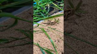 Grasshopper #shortsvideo #nature #grasshopper #shortvideo #