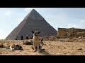 Stray dogs in Giza become tourist draw after 'pyramid puppy' sensation | AFP