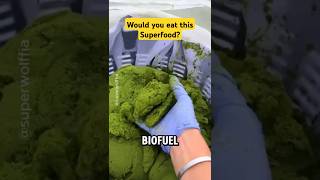 Would you eat this superfood? #nature #duckweed #superfood