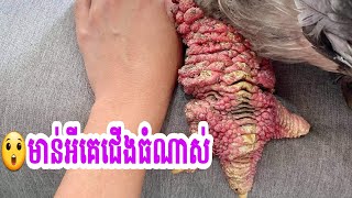 #ពូជមាន់ដុងតាវ ឬមាន់ជើងធំ