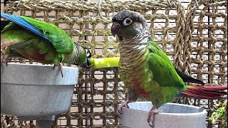 7 hours of conure parakeet singing and calling sounds