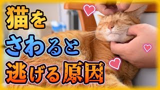 猫を触ると逃げる8つの原因と懐かれる方法