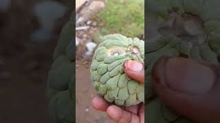 சூப்பர் ஆனா taste நம்ம தோட்டத்தில் சீத்தா பழம் #shorts #trending #gardening