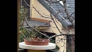 Fürdőző tengelicek / Watering birds