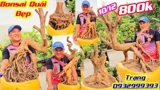 #Trạng_0932999393, BG 10/12/ Phôi Mai Vàng, Phôi Mai Tứ Quý, Bonsai Quái Đẹp, giá 800k @cscanthohg