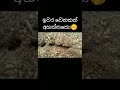 අන්තිම වෙනකන් අහලා බලන්න😹💔 video ant funny shortvideo