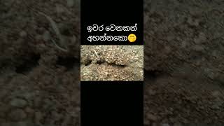 අන්තිම වෙනකන් අහලා බලන්න😹💔 #video #ant#funny #shortvideo