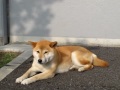 柴犬＠トレッサ横浜 1 shiba inu