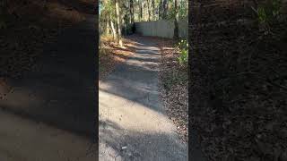 Sunny Winter Walk on a Haile, #gainesvillefl Pathway, January 2025 (5 of 7)