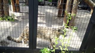 円山動物園 ユキヒョウ アクバル 20150621