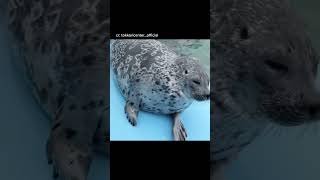 cute video of Yo-chanshe is a ringed seal from tokkari centre 🦭 #seal #pinnipeds #animals #cute #4u