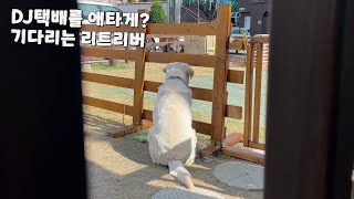 정든 택배 기사님을 한없이 기다리는 리트리버 [ENG SUB]