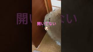 タンスにゴン！して障子に目あり？な犬のムーちゃん　〜戸締まりOKよ〜