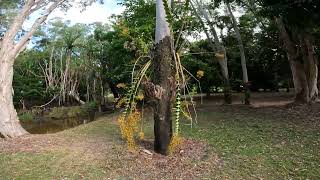 Giant Golden Cane Orchid Dendrobium Discolor biggest Den species in Australia Wet tropics GoPro 4k