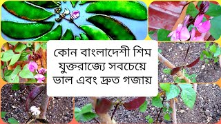 How to: Which types of Bangladeshi bean grow quicker in the UK | Shokher bagan 2020 শিম দ্রুত বৃদ্ধি