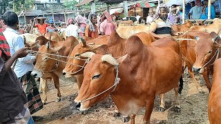 ১৬/২/২৫/মাথাই নষ্ট বলদ গরুর আমদানি দেখে, বলদ গরুর দাম জানুন।