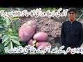 How to harvest potato crop || labela potato variety after 90 days of sowing || stop irrigation