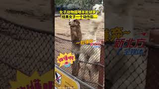 女子動物園餵羊駝胡蘿蔔，結果被羊駝嫌棄#真實事件 #奇聞趣事 #新聞#shorts