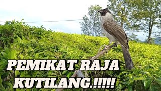 PEMIKAT RAJA KUTILANG... Kutilang ribut