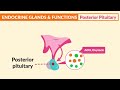 endocrine glands u0026 functions parathyroidism nursing made easy nclex