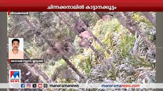 ചിന്നക്കനാലില്‍ കാട്ടാനക്കൂട്ടം ഏക്കറുകണക്കിന് ഏലകൃഷി നശിപ്പിച്ചു | Wild elephant