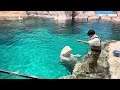 2024 12 22 ベルーガのトレーニング【全頭参加編】@名古屋港水族館