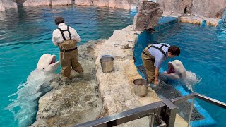 2024/12/22 ベルーガのトレーニング【全頭参加編】@名古屋港水族館