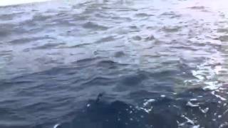 PORT STEPHENS MARLIN FISHING ABOARD RED HOT FISHING CHARTERS