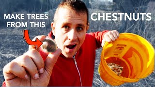 Grow Chestnut Trees the Easy Way with a Humble 5 Gallon Bucket