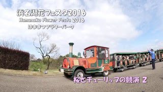 浜名湖花フェスタ２０１６　桜とチューリップの競演２（Hamanako Flower Festa 2016）