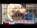 2流浪狗闖民宅 男童遭咬住頭部拖行 20160803公視中晝新聞