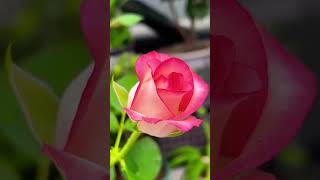 Rose flowers🌹🌈🍀#naturalbeauty #flowers #rose #trending #viralvideo #shorts #ytshorts #reels #love