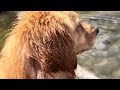 川で泳がない編〜川辺でゴロスリと半身浴ウォーキング！ゴールデンレトリバー／golden retriever