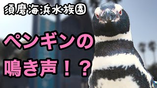 【癒し】ペンギンが鳴いている……！！ 須磨海浜水族園【スマスイ】