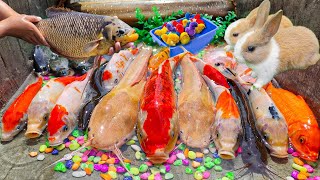 Mencari banyak ikan hias, bebek angsa,ikan gurame, ikan koi, ikan mas, ikan lele, kura-kura, kelinci