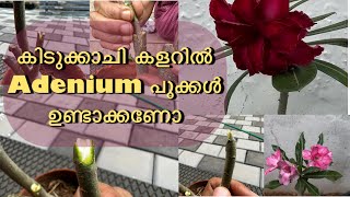 Adenium “V” Graft ചെയ്യാൻ അറിയാമോ? || Adenium V Grafting