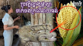 ប្រវត្តិល្អាងផ្កាស្លា ទាក់ទងក្រពើនាយធន់-History of Phka Sla CaveContact Neay Thorn C-rocodile