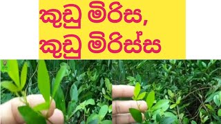 කුඩු මිරිස, කුඩු මිරිස්ස බෙහෙත් පැලය හඳුනා ගන්න...