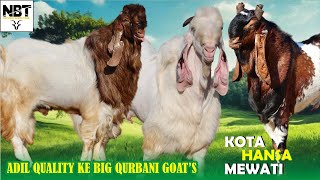 Kota Hansa Mewati Big Size Bakre At Adil Quality