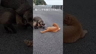 猫パンチを食らうたぬき⑧