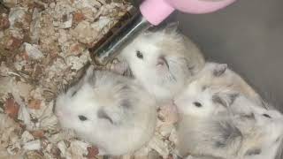 So cute cute small pets Roborobski Hamster... .. wonderful